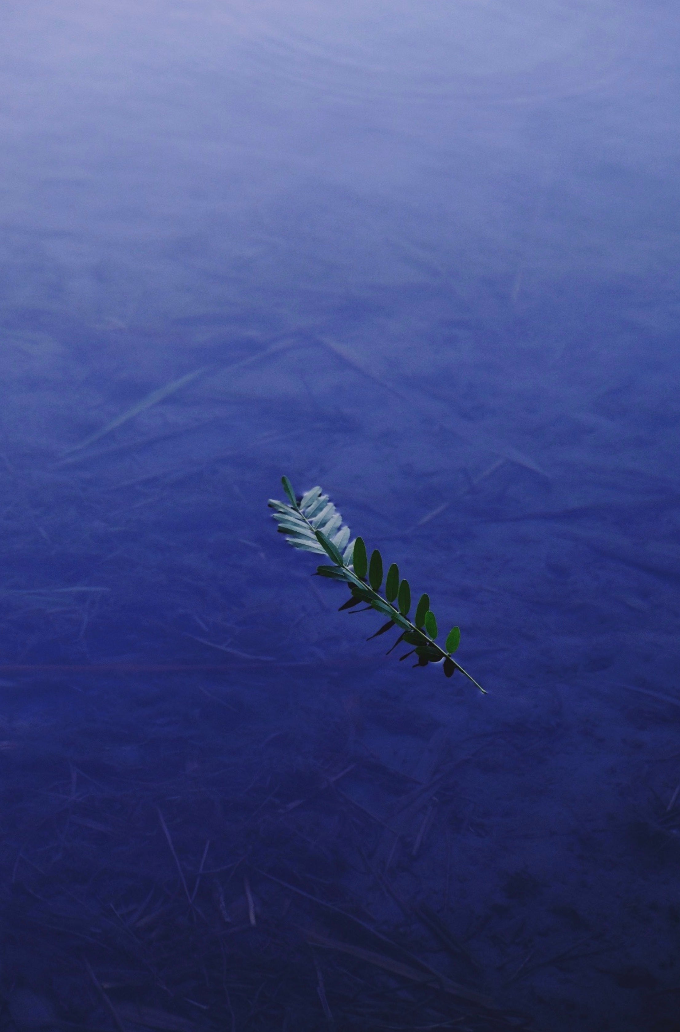 Centiplant