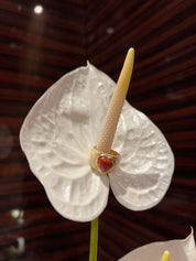 Arc Beads Qalb Heart Ring Maxi